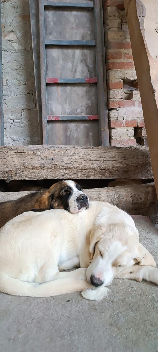 Cuccioli di Pastore dell'Asia centrale cercano famiglia